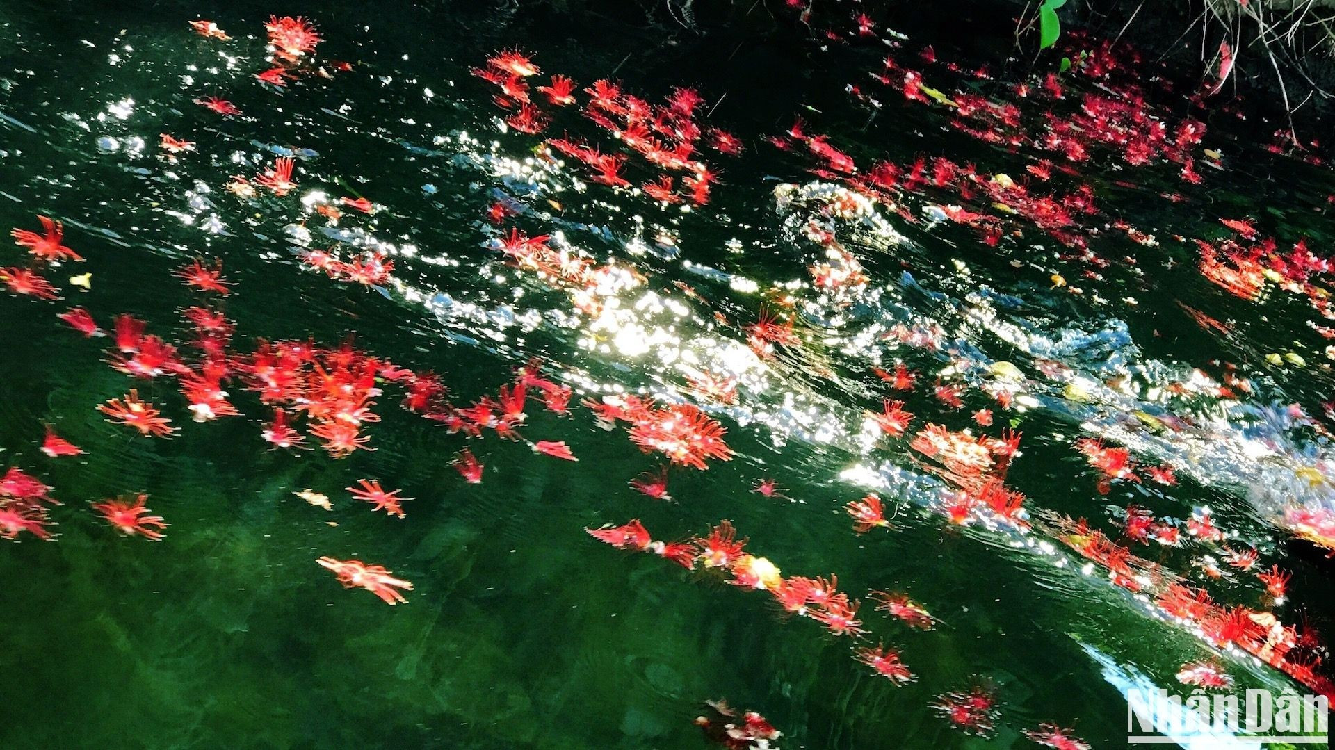 Las flores de barringtonia acutangula, otro signo del otoño, caen sobre la superficie del río y brillan bajo la luz del sol. Las flores de barringtonia acutangula, otro signo del otoño, caen sobre la superficie del río y brillan bajo la luz del sol.