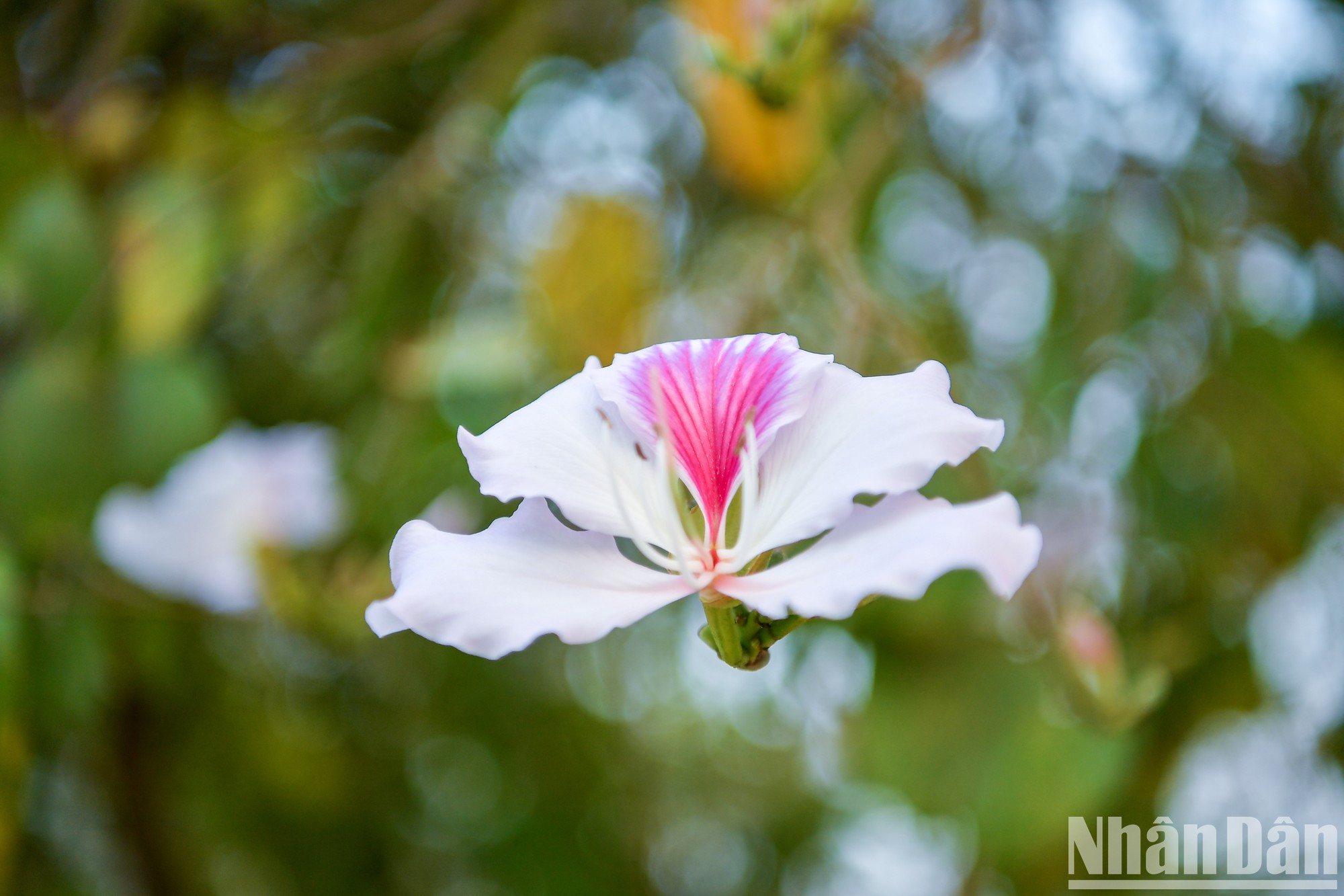La flor de Ban tiene cuatro o cinco pétalos y una fragancia suave. La flor de Ban tiene cuatro o cinco pétalos y una fragancia suave.