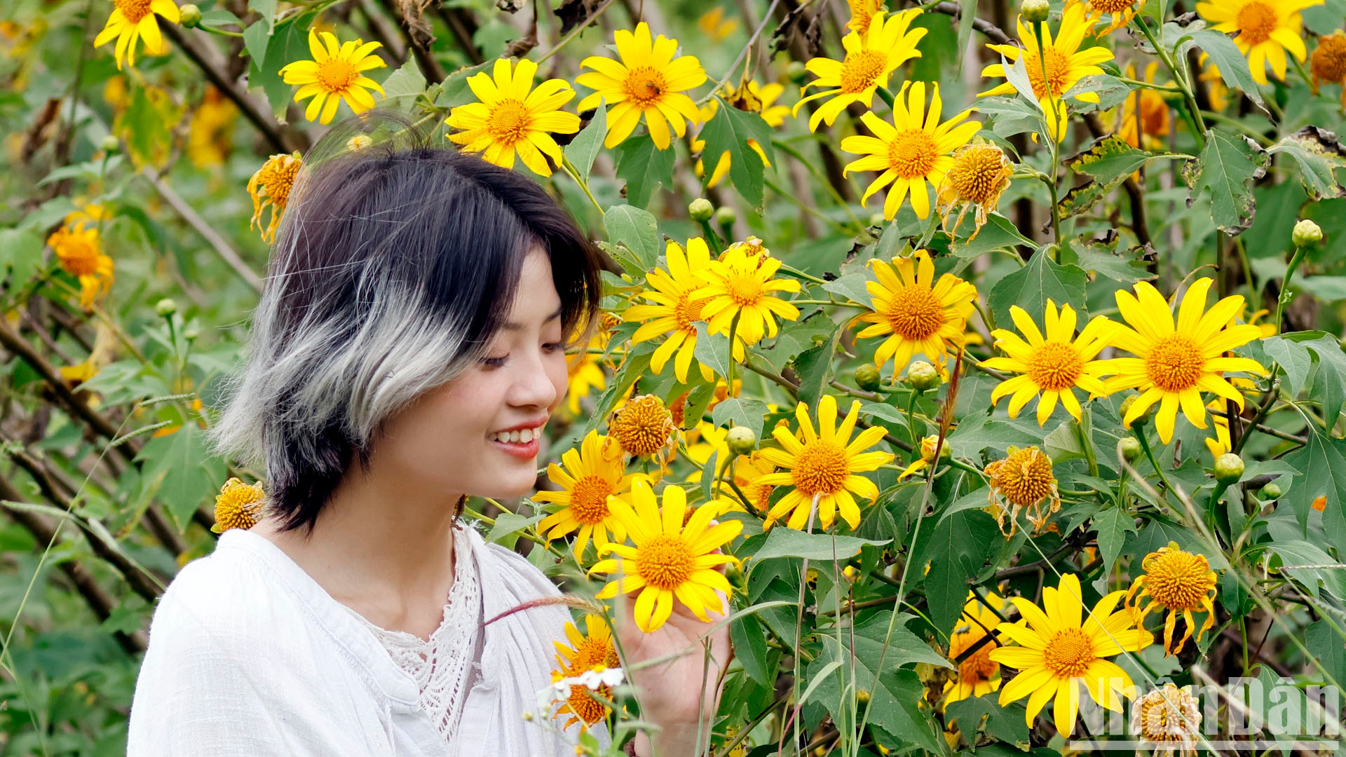 Por estos días las mesetas de Langbiang, Di Linh y B'Lao están tan vibrantes como una cita.