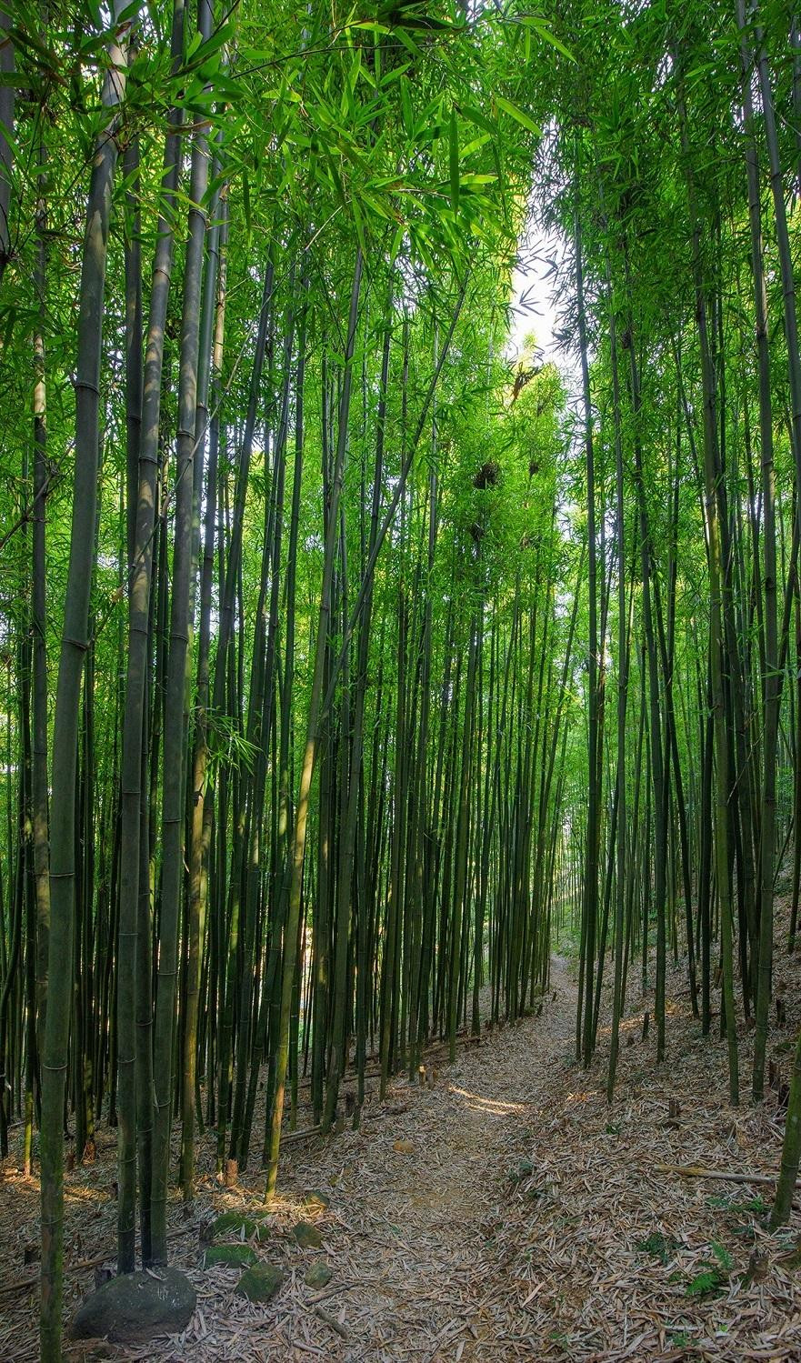 El fresco bosque de bambú pertenece a la aldea de Phai Pha, comuna de Trang Cac, distrito de Van Quan. Este destino todavía no es conocido por muchos turistas.
