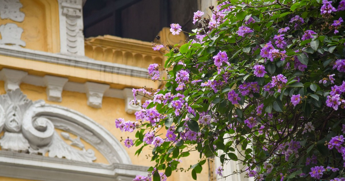 Temporada de flores de árbol de Júpiter en Hanói 