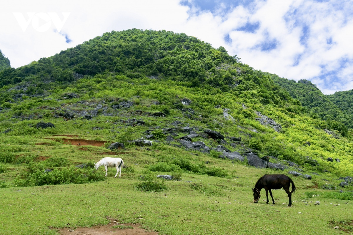 Los caballos deambulan sobre las verdes colinas al lado del río.