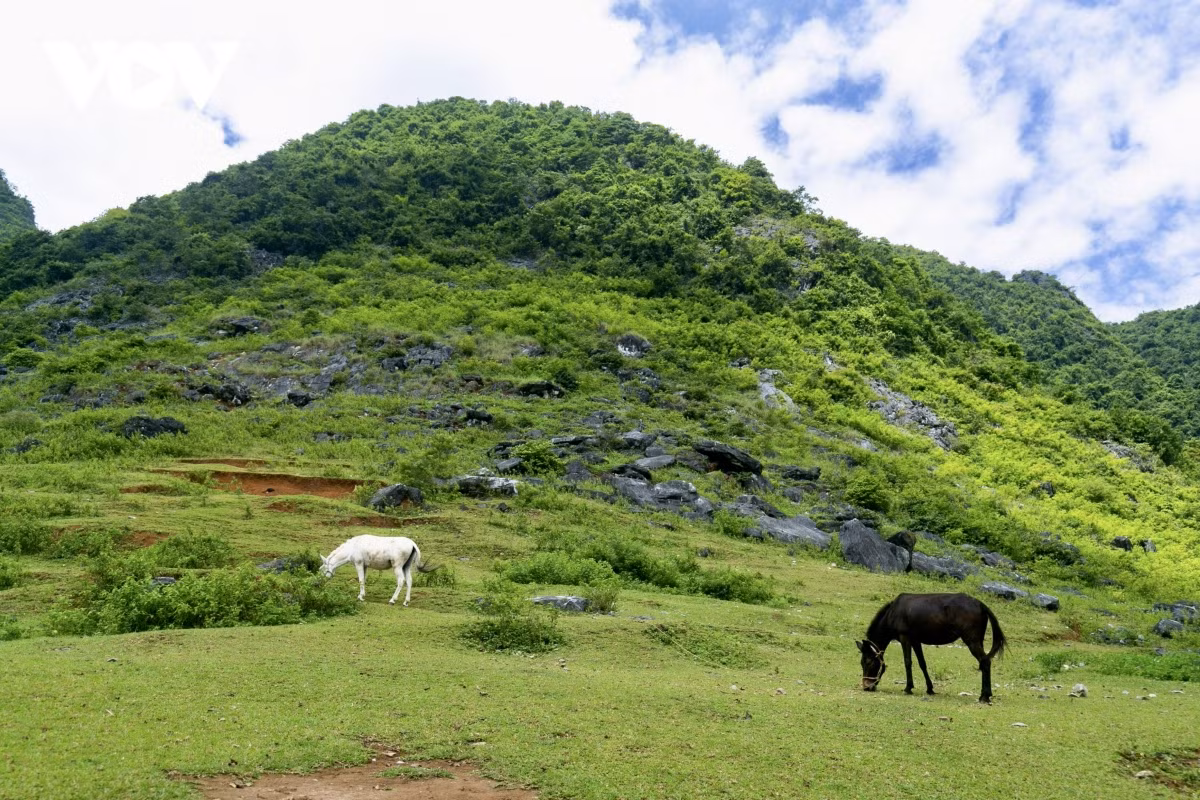 Los caballos deambulan sobre las verdes colinas al lado del río.