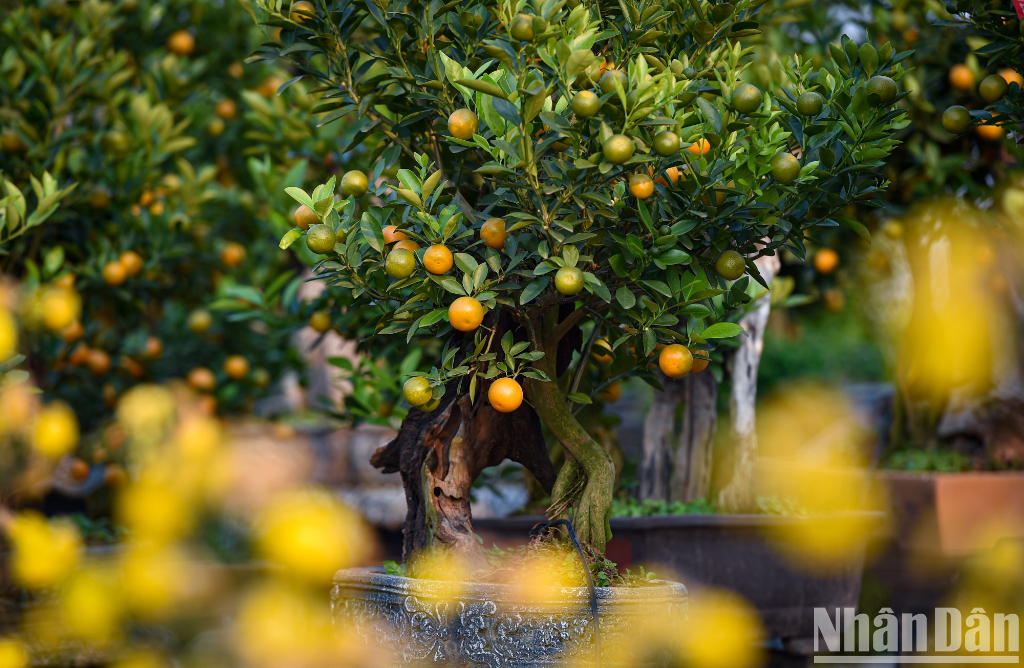 Este año, los bonsáis de kumquat son los que captan la mayor atención de los amantes de ese árbol.