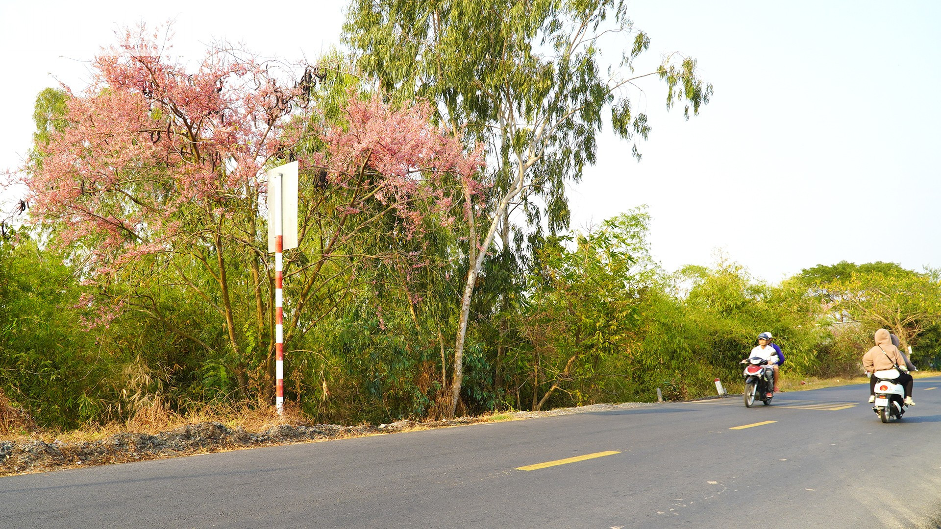 En marzo es cuando maduran los frutos del carao.