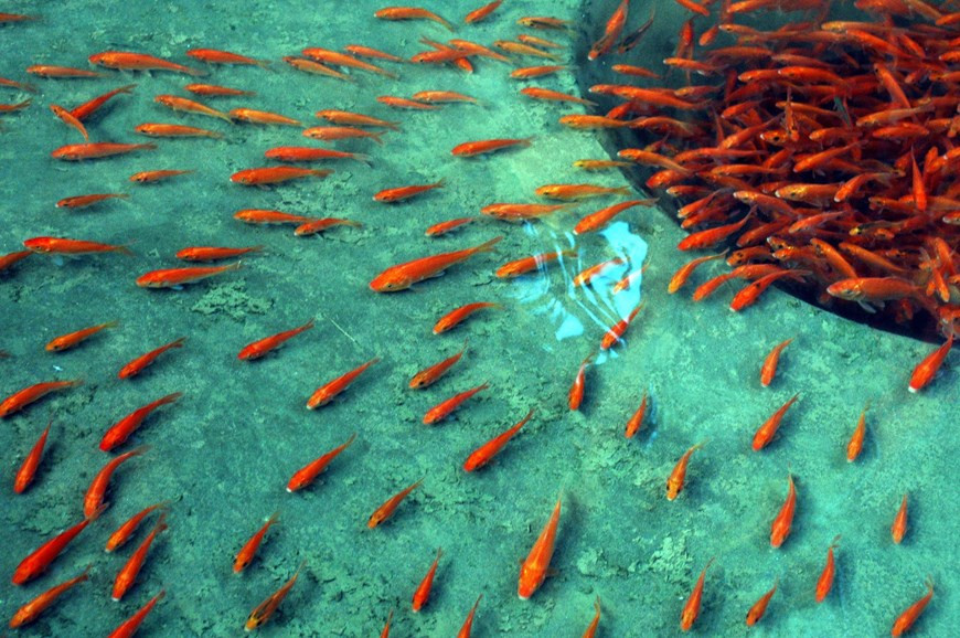 Entre las ofrendas, los vietnamitas preparan un recipiente de agua con carpas, que serán liberadas después del rito en lagos o ríos. (Fotografía: VNA)