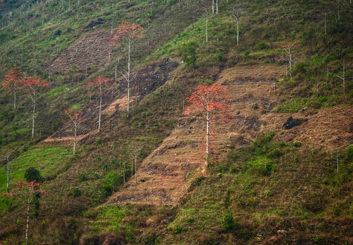 Las flores de algodonero muestran su belleza a orillas del río Nho Que. Las flores de algodonero muestran su belleza a orillas del río Nho Que.
