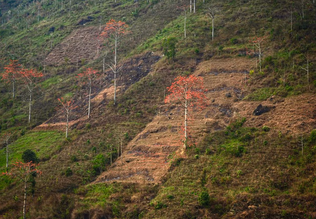 Las flores de algodonero muestran su belleza a orillas del río Nho Que.