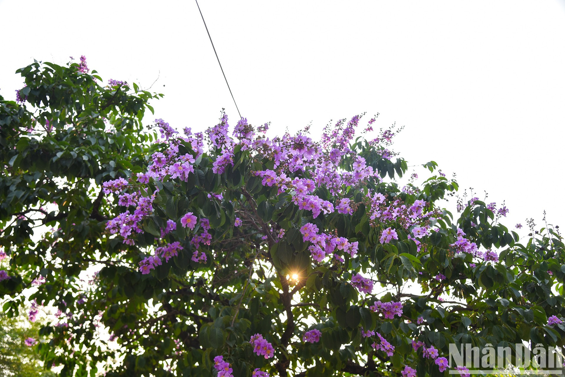 Para muchos habitantes de Hanoi, los bang lang, o flamboyanes morados, son un recuerdo de sus días de juventud.