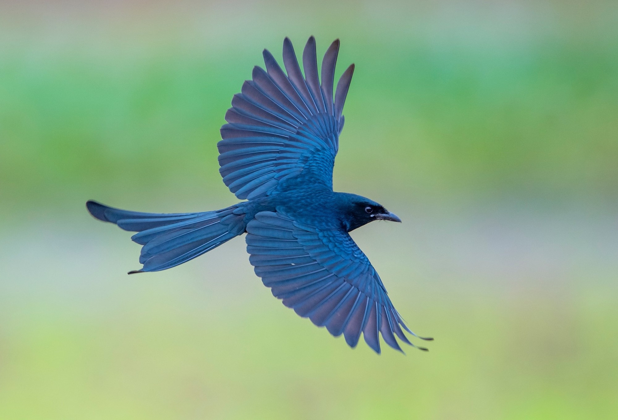 En los dos últimos años, Centro para la Conservación y Desarrollo de la Naturaleza colaboró con otras instituciones para apoyar al Departamento de Protección Forestal de Hanói en la realización de investigaciones dirigidas al manejo, protección y recuperación del hábitat natural de las aves silvestres (Foto: Nguyen Manh Hiep) En los dos últimos años, Centro para la Conservación y Desarrollo de la Naturaleza colaboró con otras instituciones para apoyar al Departamento de Protección Forestal de Hanói en la realización de investigaciones dirigidas al manejo, protección y recuperación del hábitat natural de las aves silvestres (Foto: Nguyen Manh Hiep)