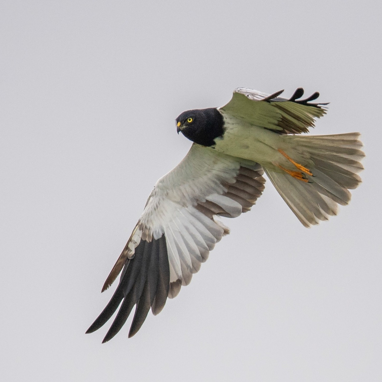 Según los especialistas, durante las temporadas migratorias las tierras aluviales del río Rojo a lo largo de Hanói se convierten en unos singulares jardines naturales de aves. (Foto: Nguyen Manh Hiep) Según los especialistas, durante las temporadas migratorias las tierras aluviales del río Rojo a lo largo de Hanói se convierten en unos singulares jardines naturales de aves. (Foto: Nguyen Manh Hiep)