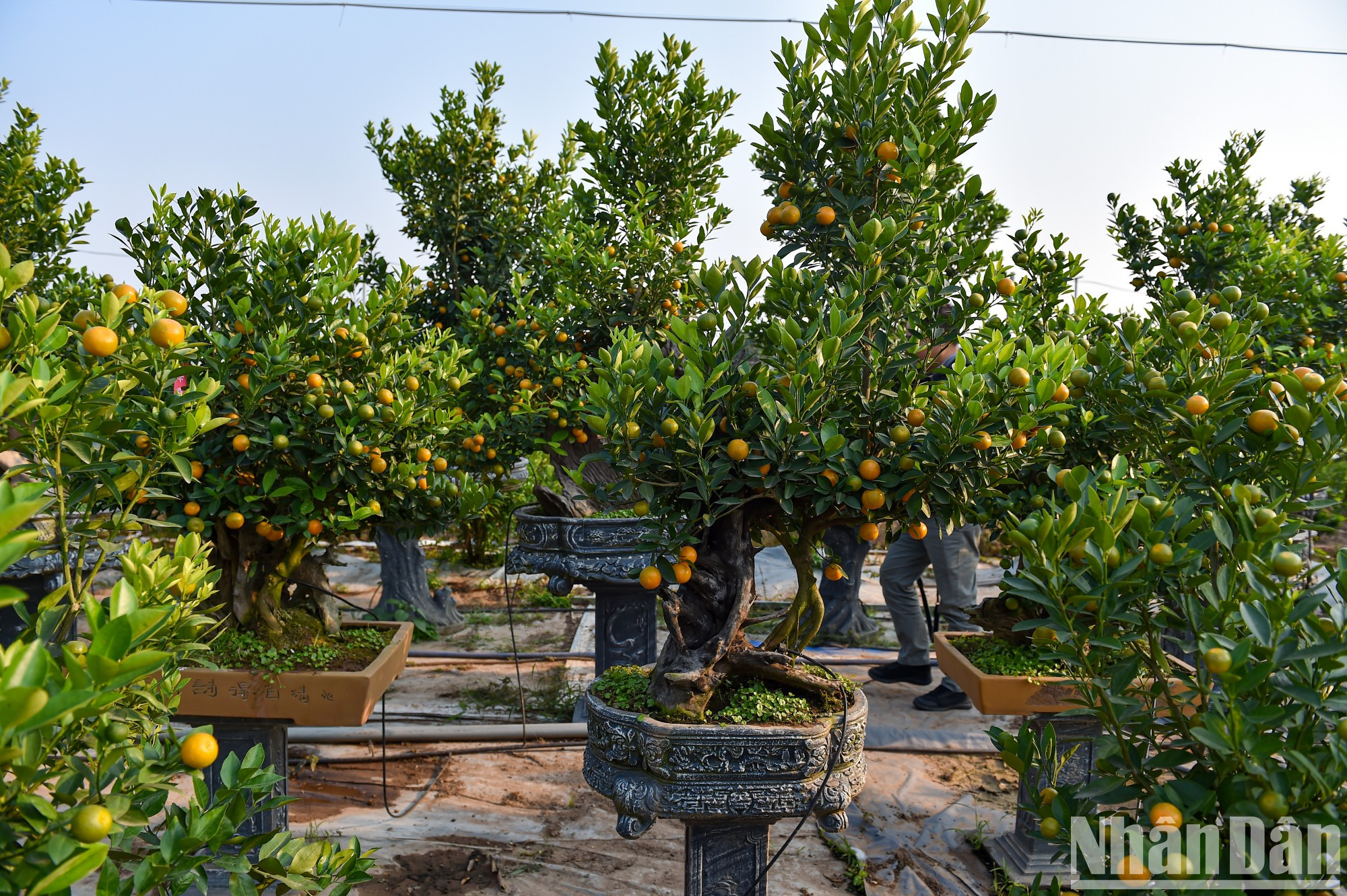 Tran Ngoc Hiep, dueño de un jardín, dijo que gracias al buen tiempo imperante este año, las plantas de kumquat son más hermosas y afirmó que los precio podrían ser más altos.