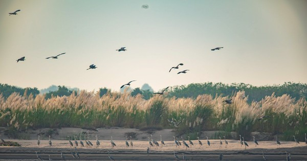 Tierras aluviales del río Rojo: gran jardín natural de aves más exclusivo de Hanói