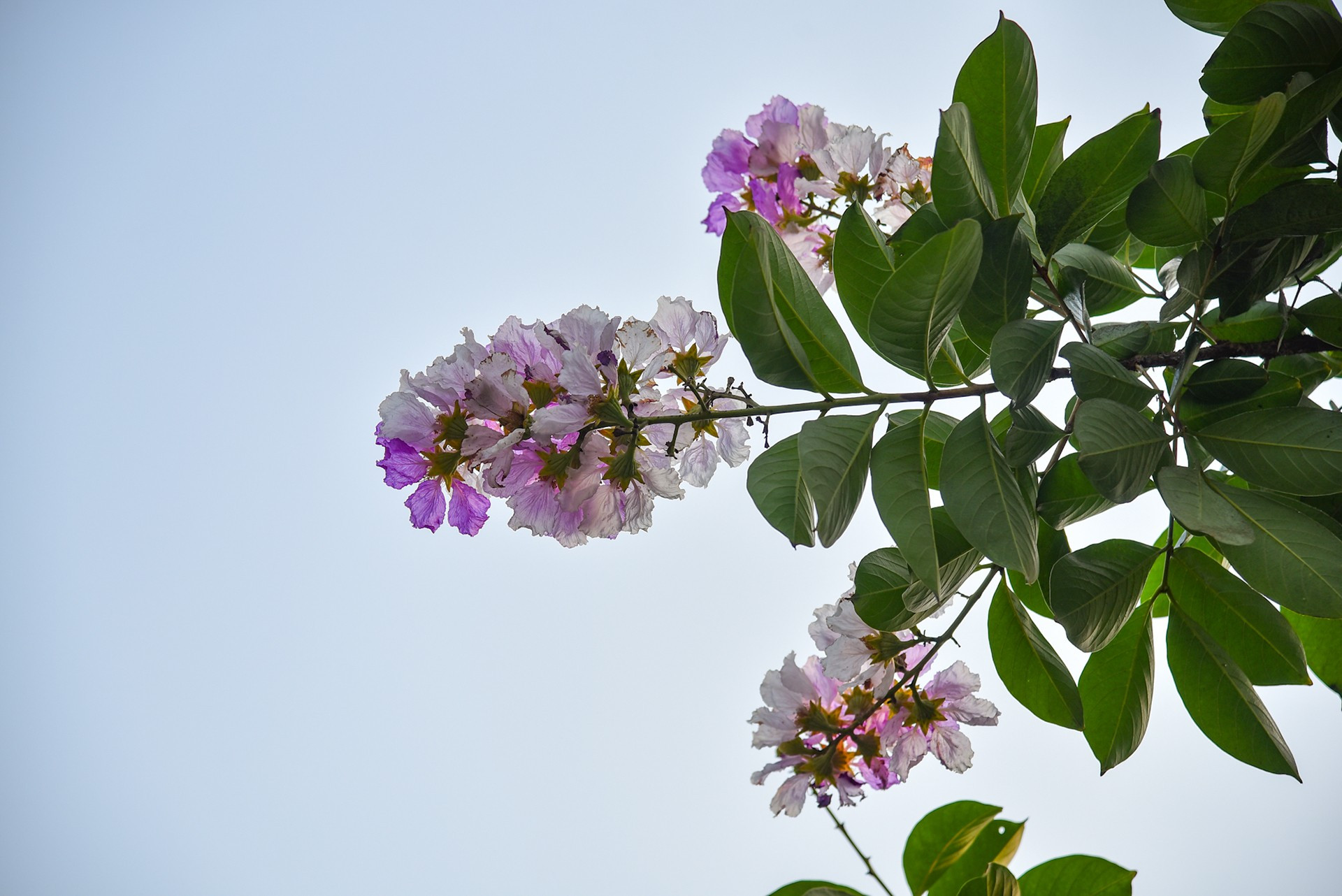 Esas flores no tienen perfume, pero su belleza es un bálsamo para la vida.