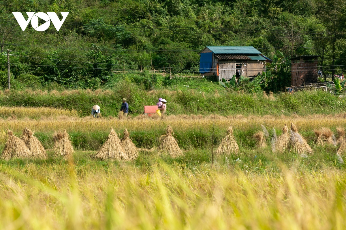En la temporada dorada, las dos orillas del río se tiñen del amarrillo de los campos de arroz.