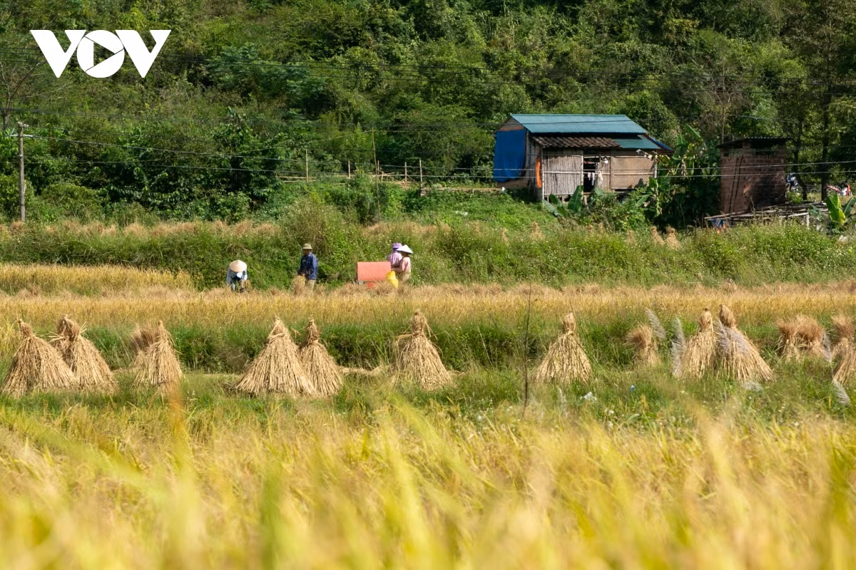 En la temporada dorada, las dos orillas del río se tiñen del amarrillo de los campos de arroz.