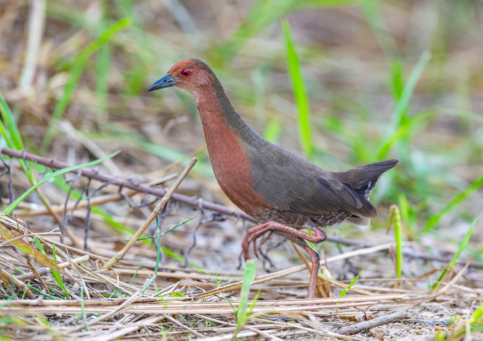 Allí se registra la presencia de al menos 232 especies de pájaros, incluidas 192 migratorios. En la foto, tomada en Ba Vi, Hanói, un cuco de pecho marrón (Foto: Nguyen Manh Hiep) Allí se registra la presencia de al menos 232 especies de pájaros, incluidas 192 migratorios. En la foto, tomada en Ba Vi, Hanói, un cuco de pecho marrón (Foto: Nguyen Manh Hiep)