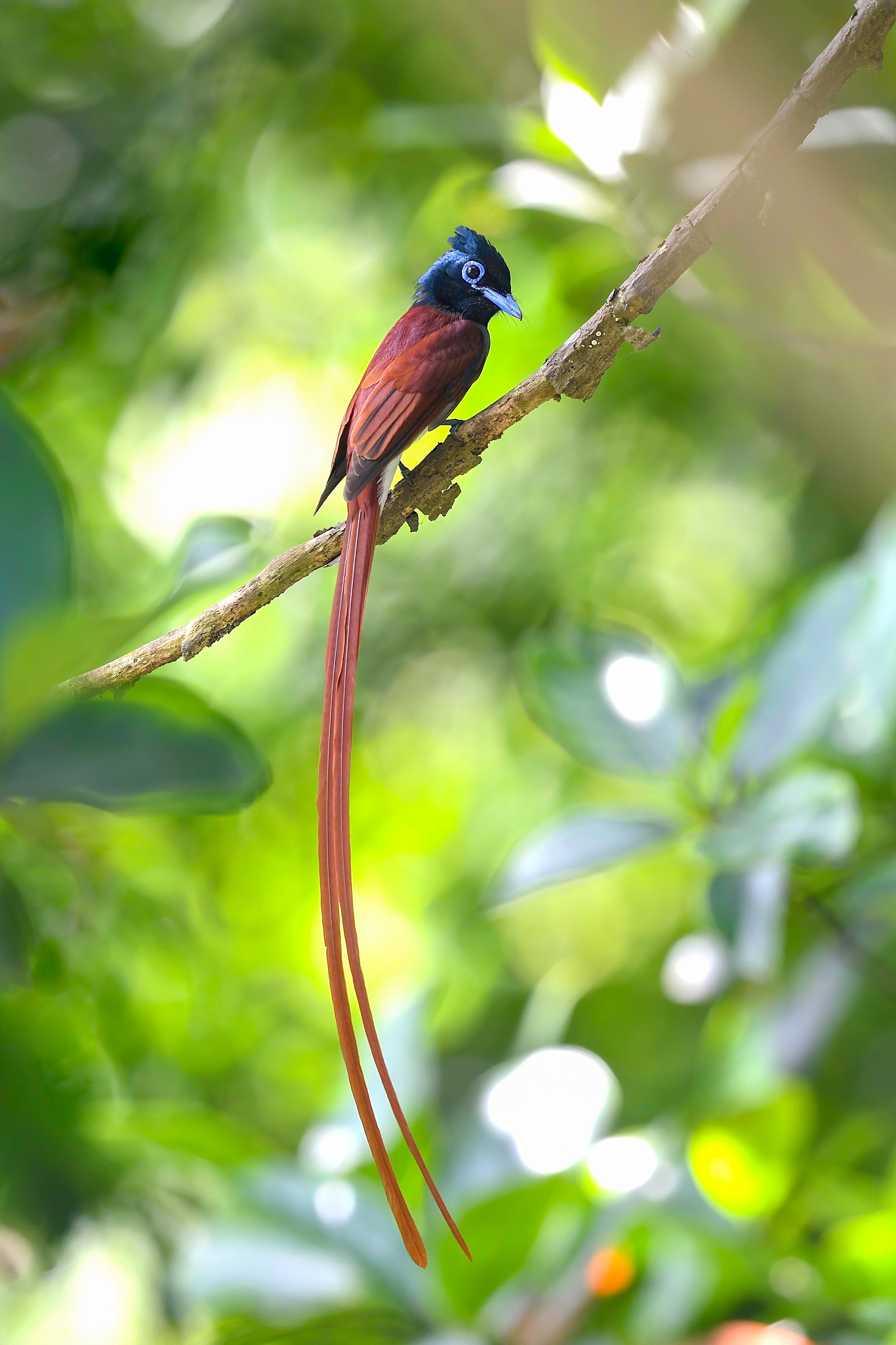 Un monarca colilargo asiático. Un monarca colilargo asiático.