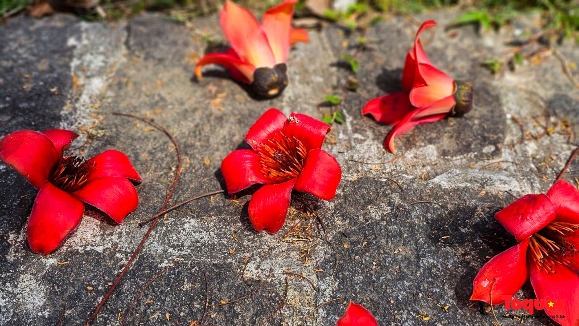 Floración del algodonero rojo embellece calles de Hue