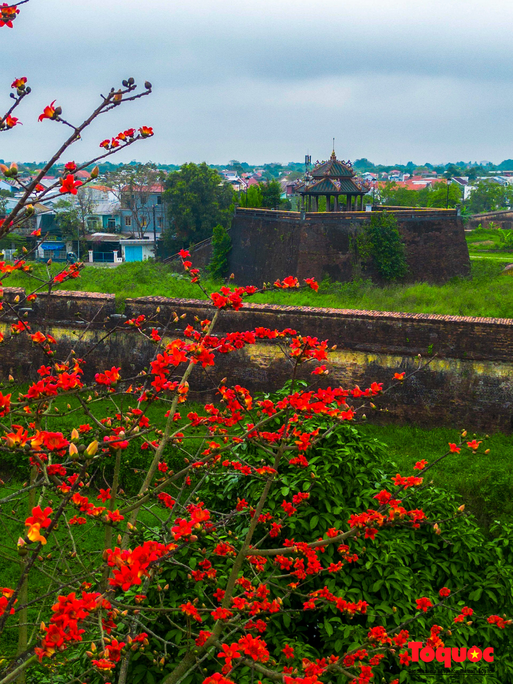 La belleza de flores de algodonero al lado de las reliquias históricas de Hue. La belleza de flores de algodonero al lado de las reliquias históricas de Hue.
