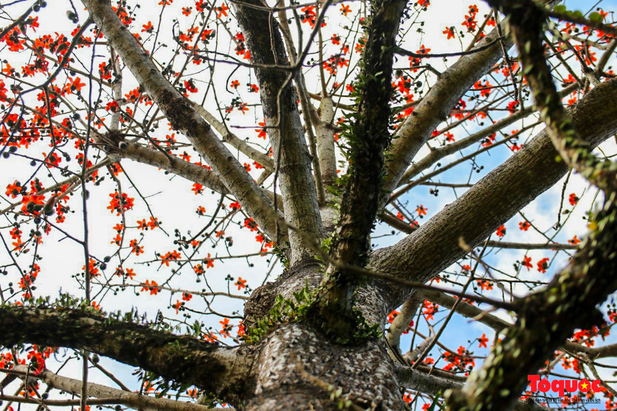 Los algodoneros en flor crean un paisaje fotogénico. Los algodoneros en flor crean un paisaje fotogénico.