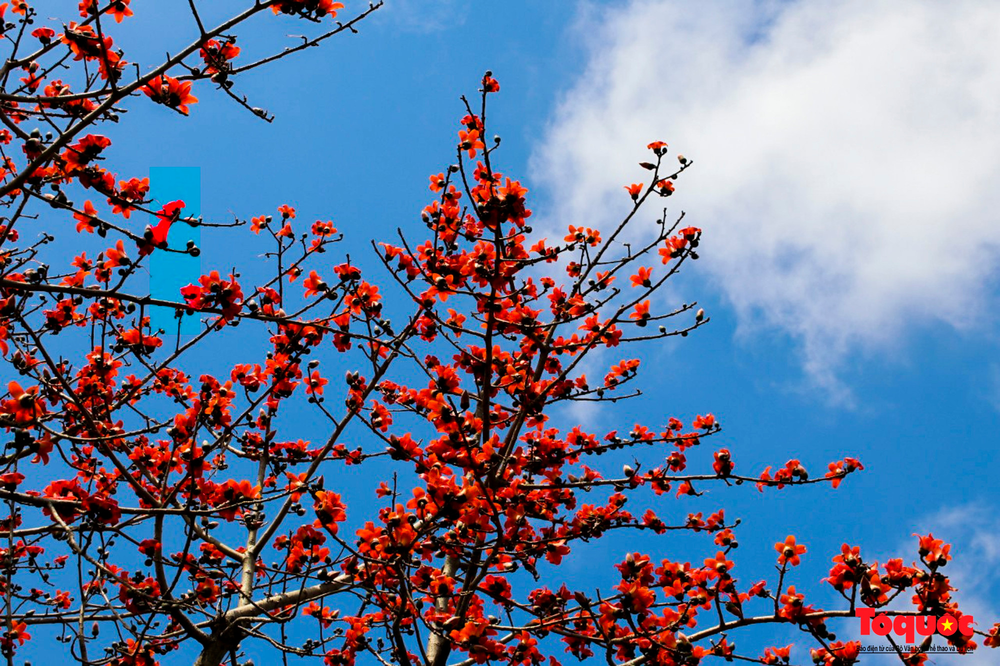 La floración señala el final del invierno y el comienzo del verano. La floración señala el final del invierno y el comienzo del verano.