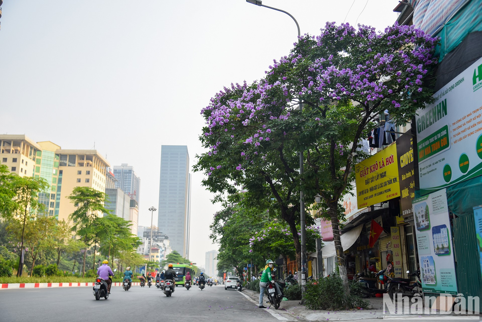 Un árbol de Lagerstroemia Speciosa en la calle de Kim Ma, distrito de Ba Dinh.