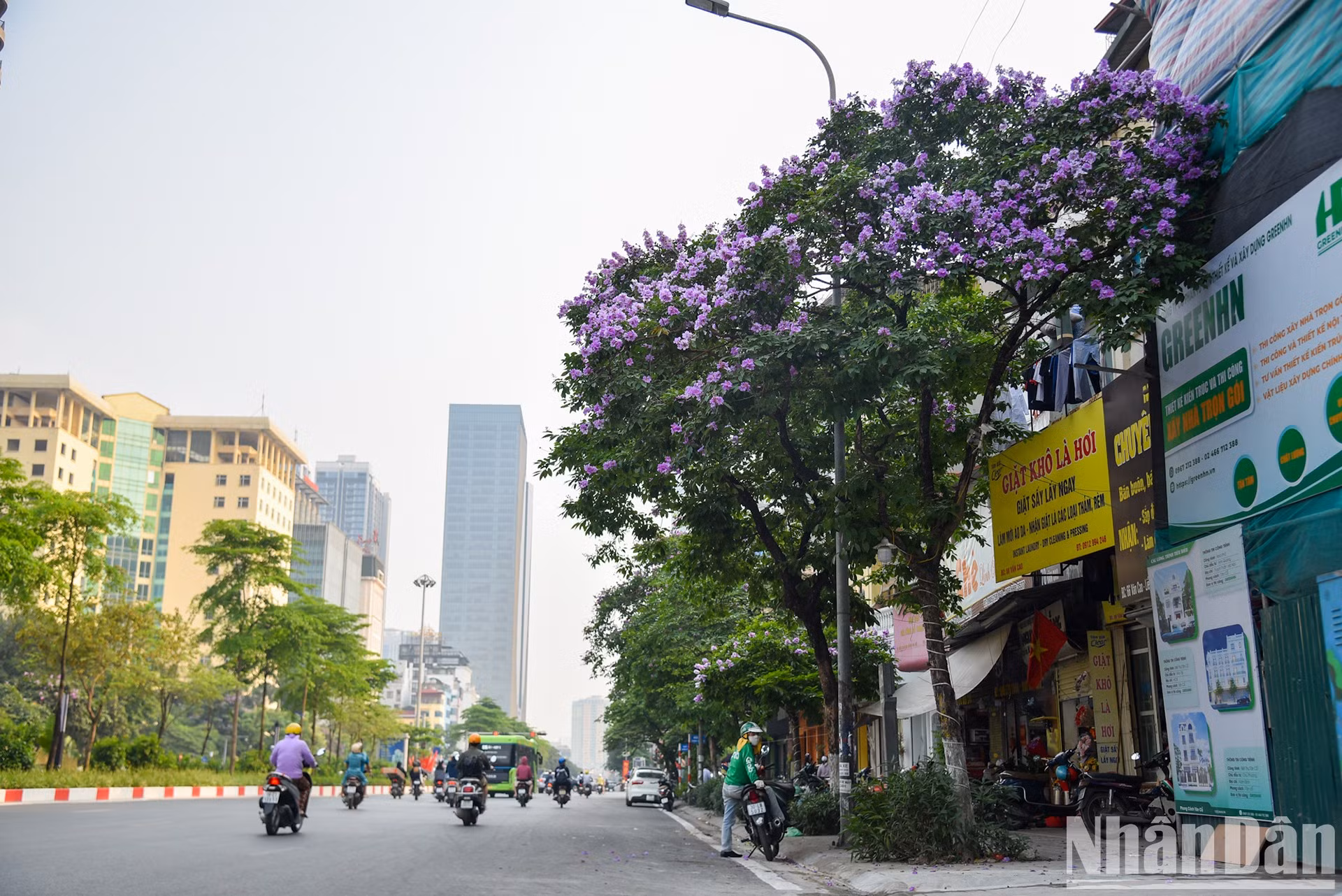 Un árbol de Lagerstroemia Speciosa en la calle de Kim Ma, distrito de Ba Dinh.