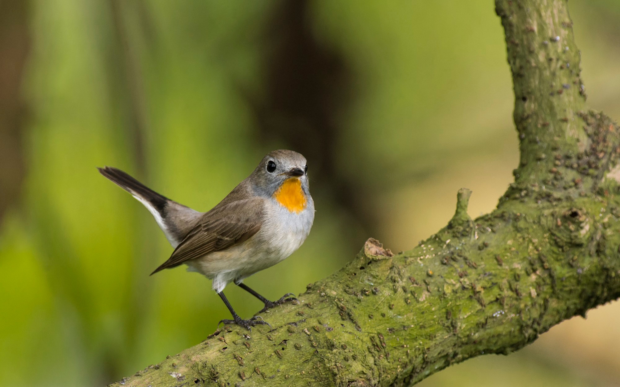 Un papamoscas de la taiga. (Foto: Nguyen Manh Hiep) Un papamoscas de la taiga. (Foto: Nguyen Manh Hiep)