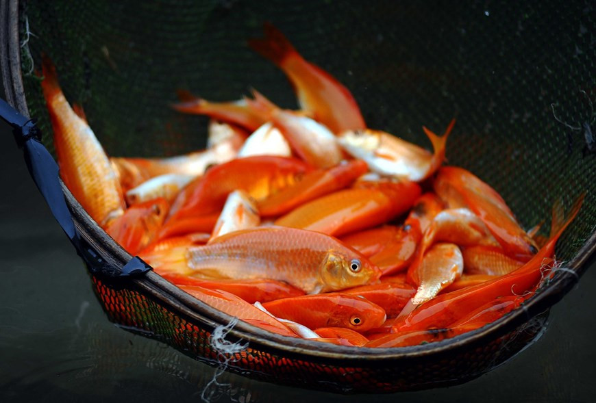 Los pobladores en la comuna de Tuy Loc, distrito de Cam Khe, provincia de Phu Tho, cosechan carpas rojas para vender. (Fotografía: VNA)