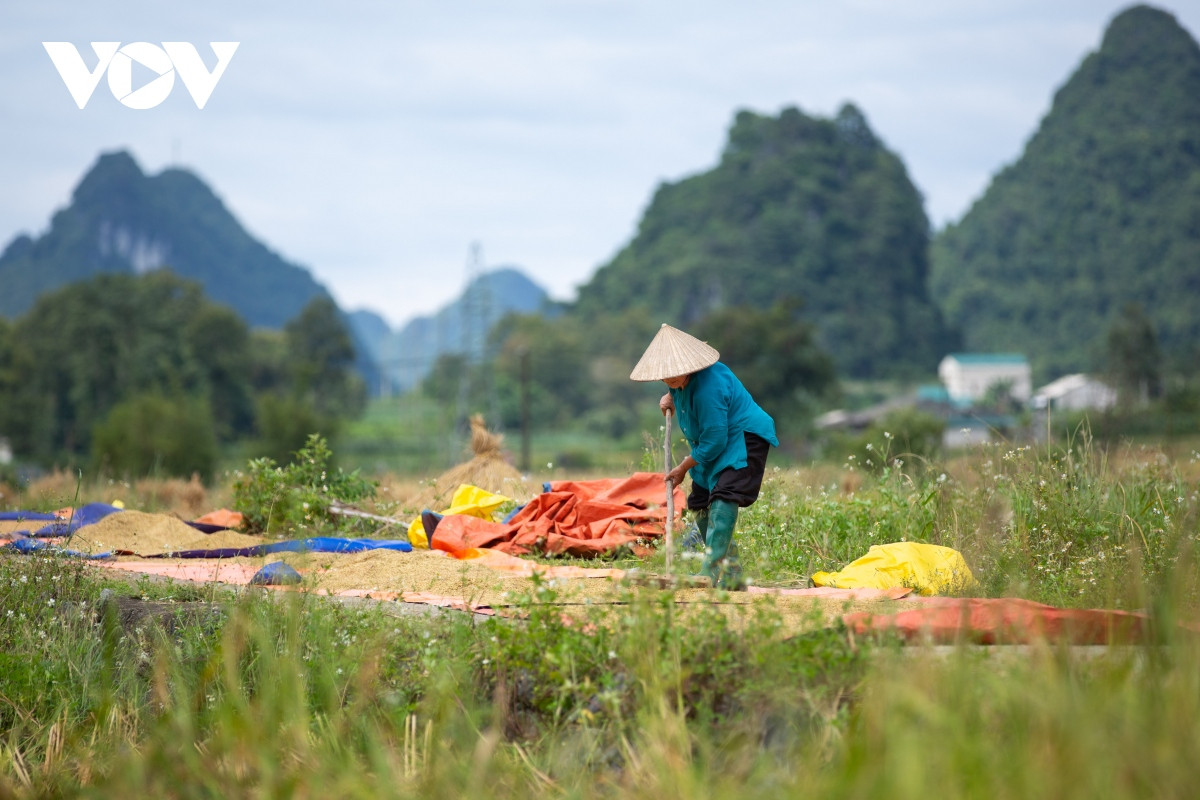 Las personas secan el arroz en los campos, mientras a lo lejos se ven montañas onduladas.