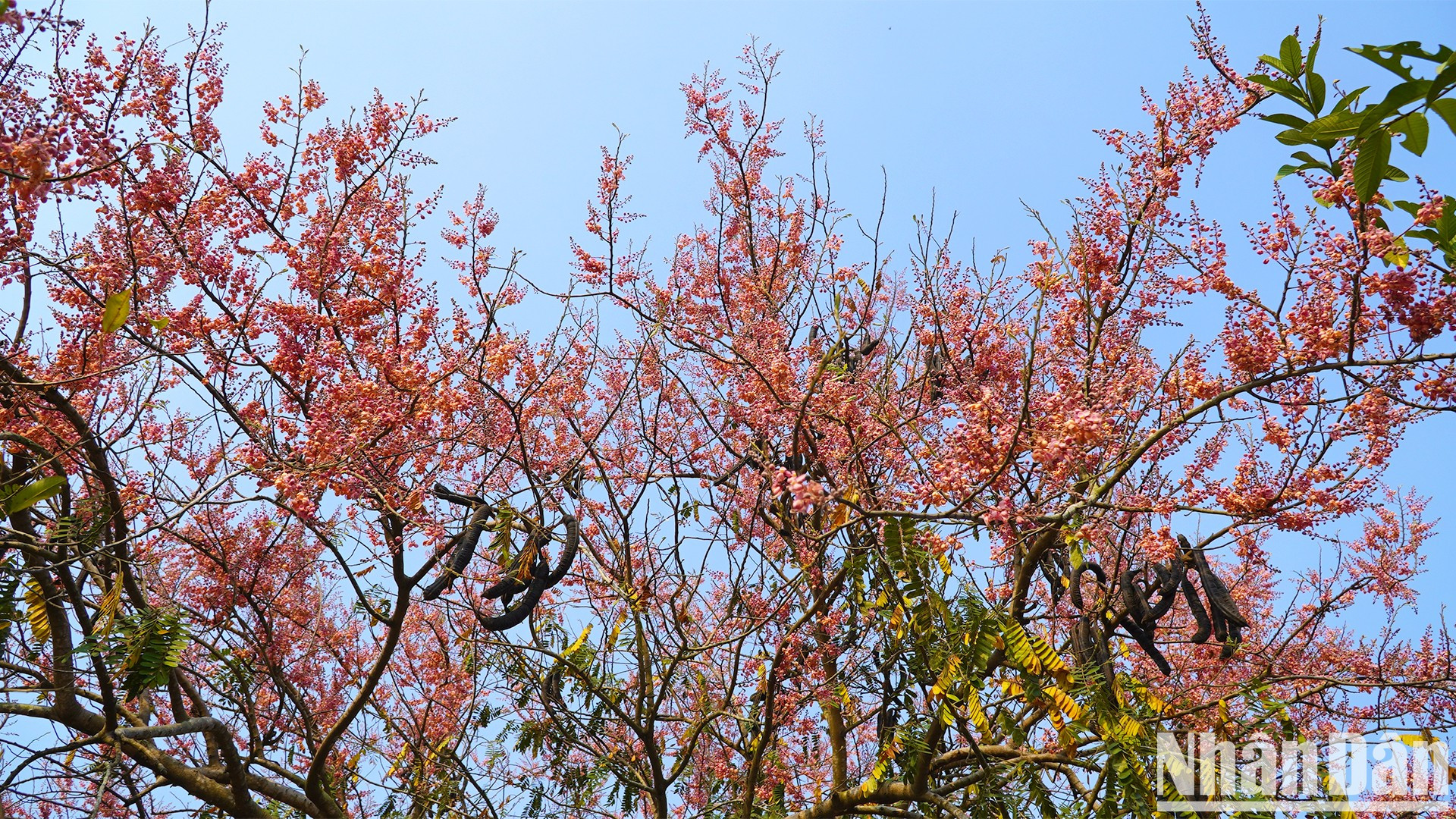 Un árbol de carao en plena floración.