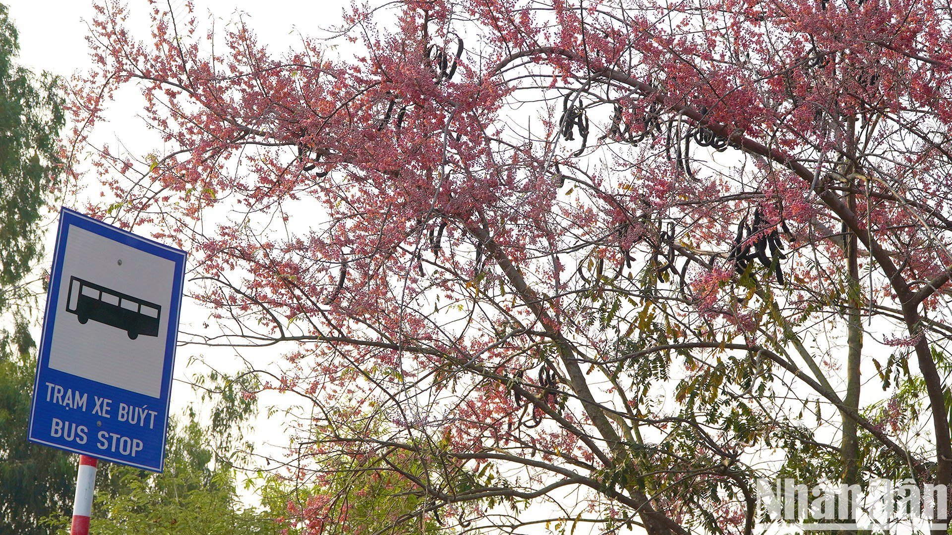 Los árboles de carao abundan en los distritos y ciudades fronterizos de la provincia de Dong Thap.