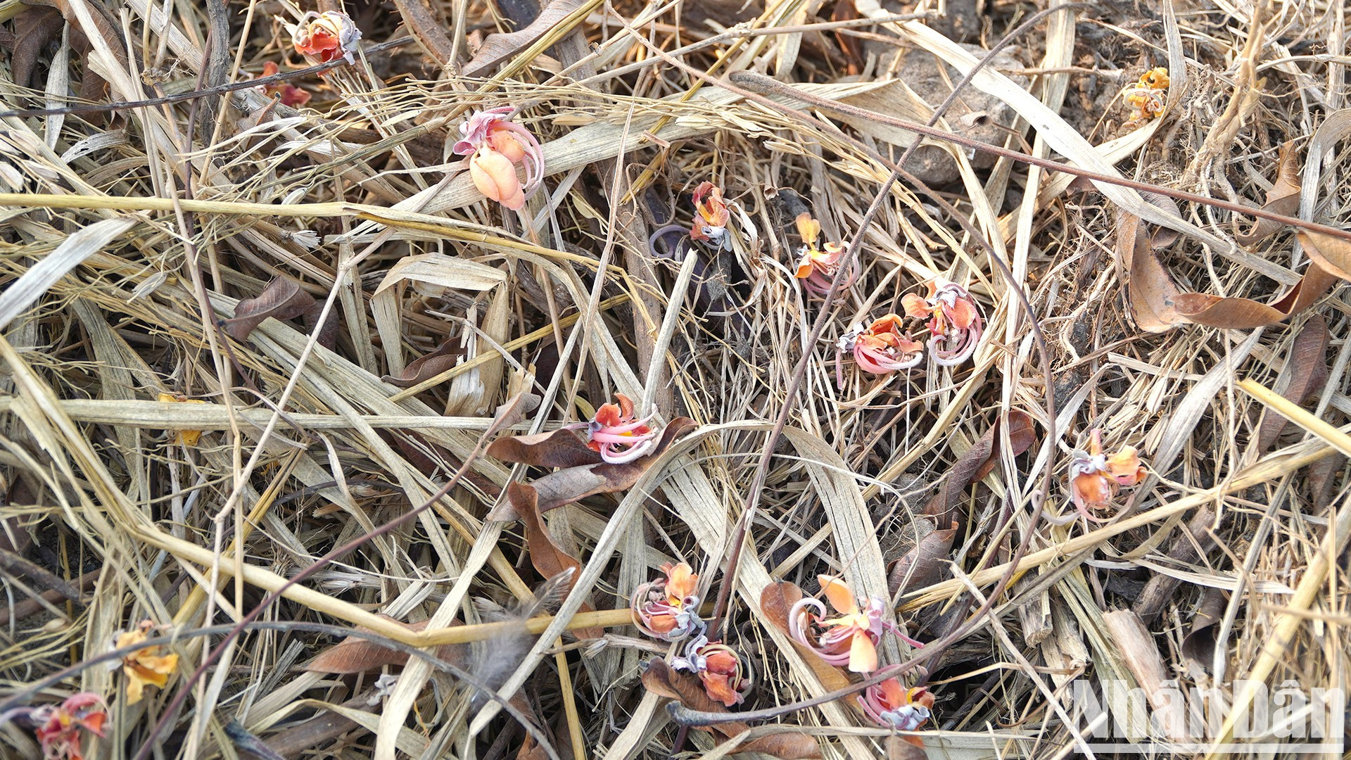Una flor de carao caída en el campo de arroz de la comuna de Thuong Lac, en el distrito de Hong Ngu.