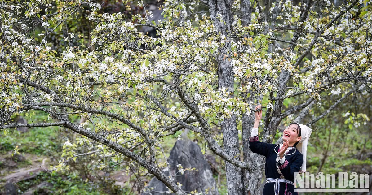 Flores de peral tiñen de blanco jardín en Tuyen Quang 