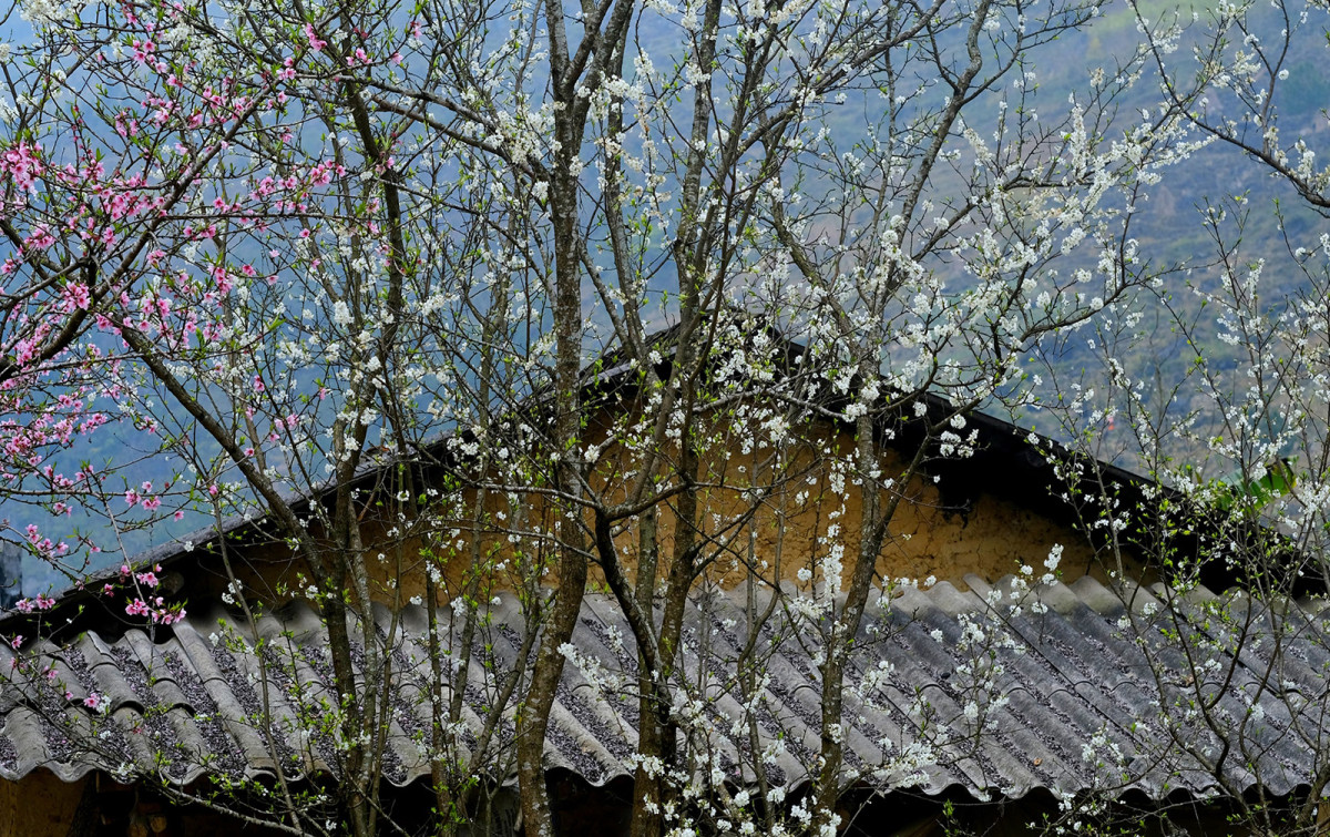 Árboles de flor de albaricoque y ciruelo suelen plantarse alternativamente en los jardines y al costado de la carretera. Originalmente, la gente plantaba árboles para su propio disfrute, no para complacer a los turistas. Árboles de flor de albaricoque y ciruelo suelen plantarse alternativamente en los jardines y al costado de la carretera. Originalmente, la gente plantaba árboles para su propio disfrute, no para complacer a los turistas.