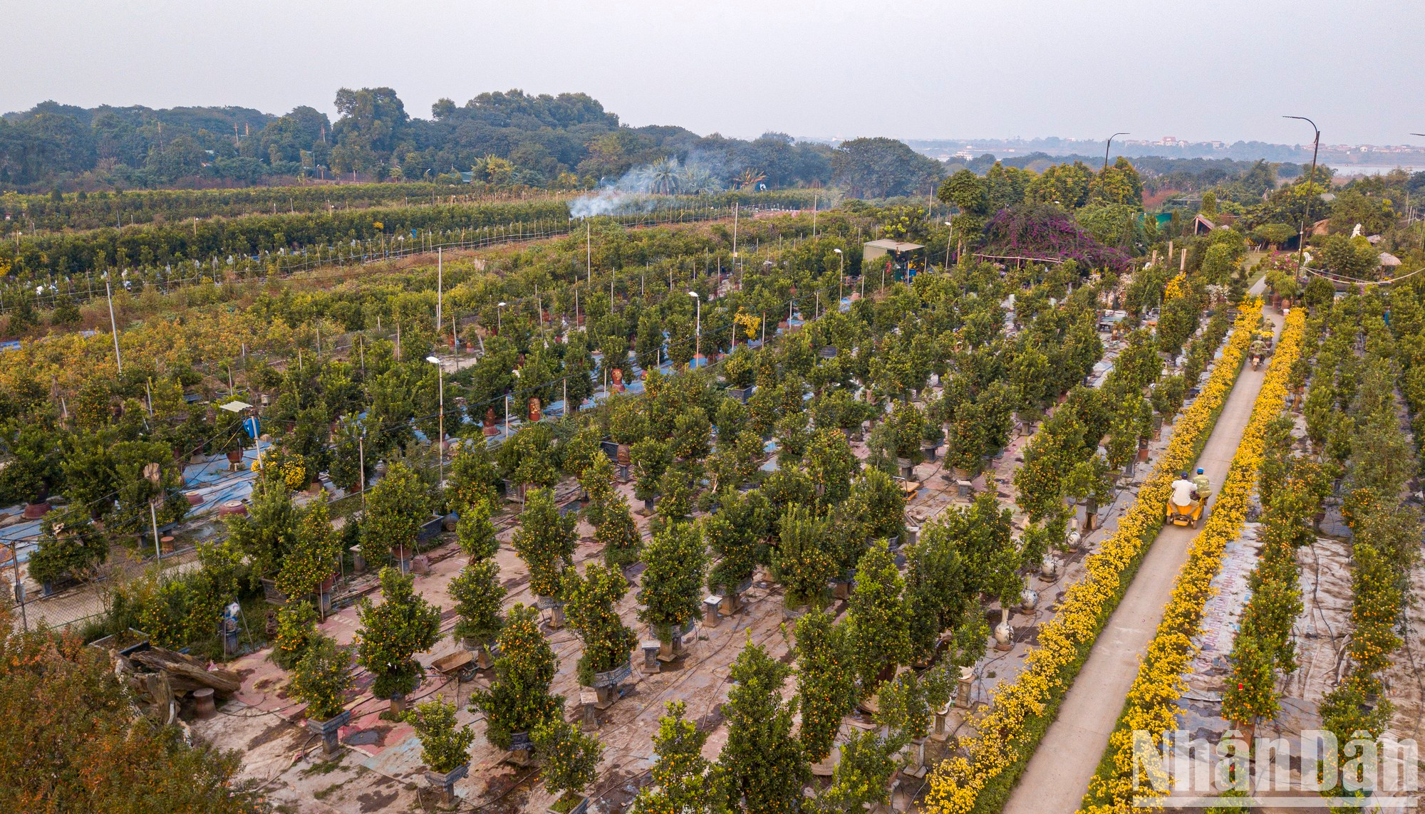 Vista de los jardines de kumquat en Tu Lien.