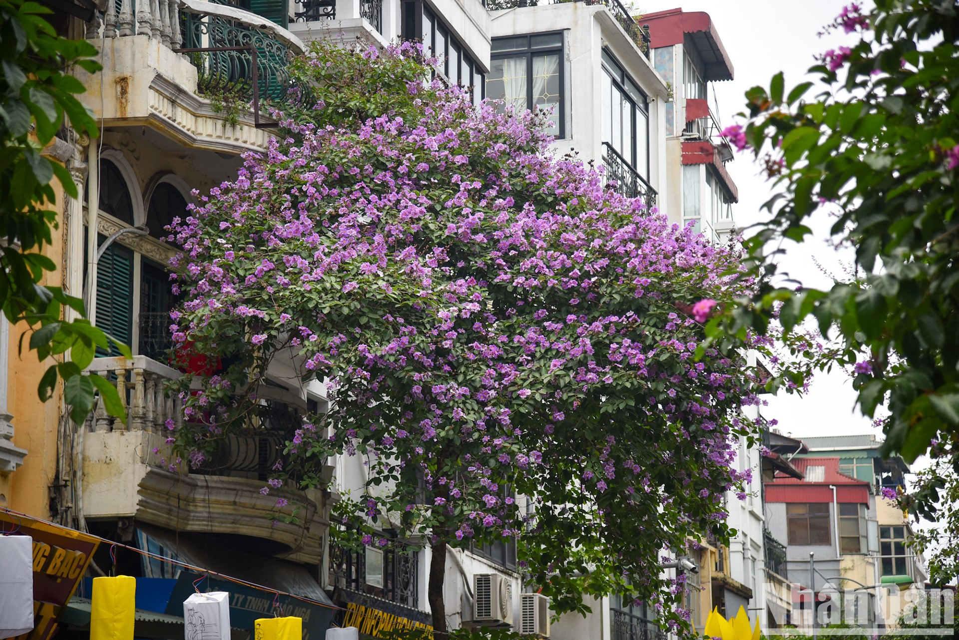 En los días de mayo, las flores púrpura embellecen las calles de Hanói.