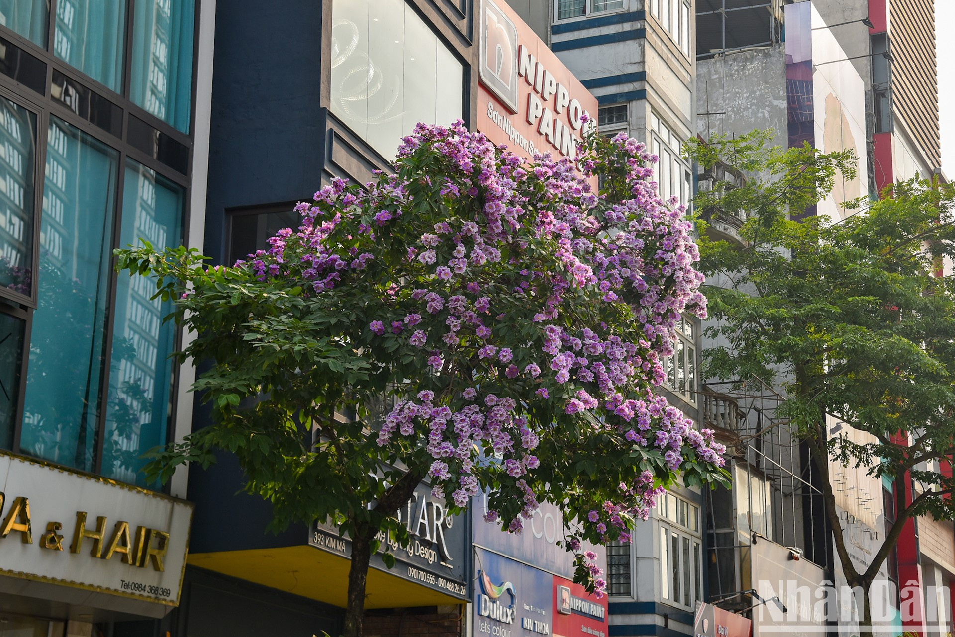 El color púrpura se funde con el azul del cielo para crear una escena romántica.