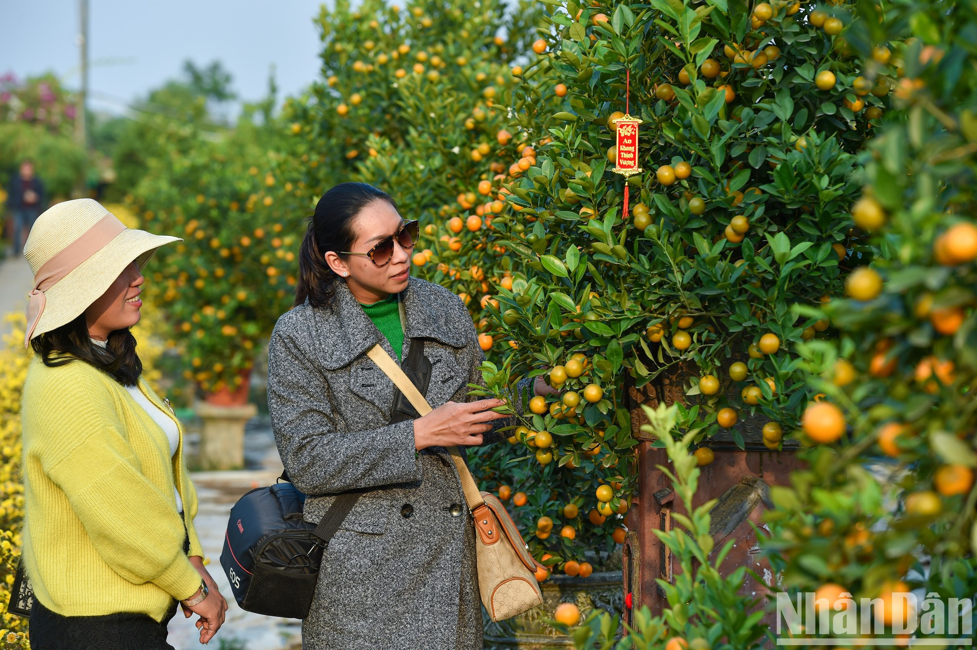 Mientras, otros compraron kumquats con mucha antelación para observar sus cambios desde que las frutas están verdes.