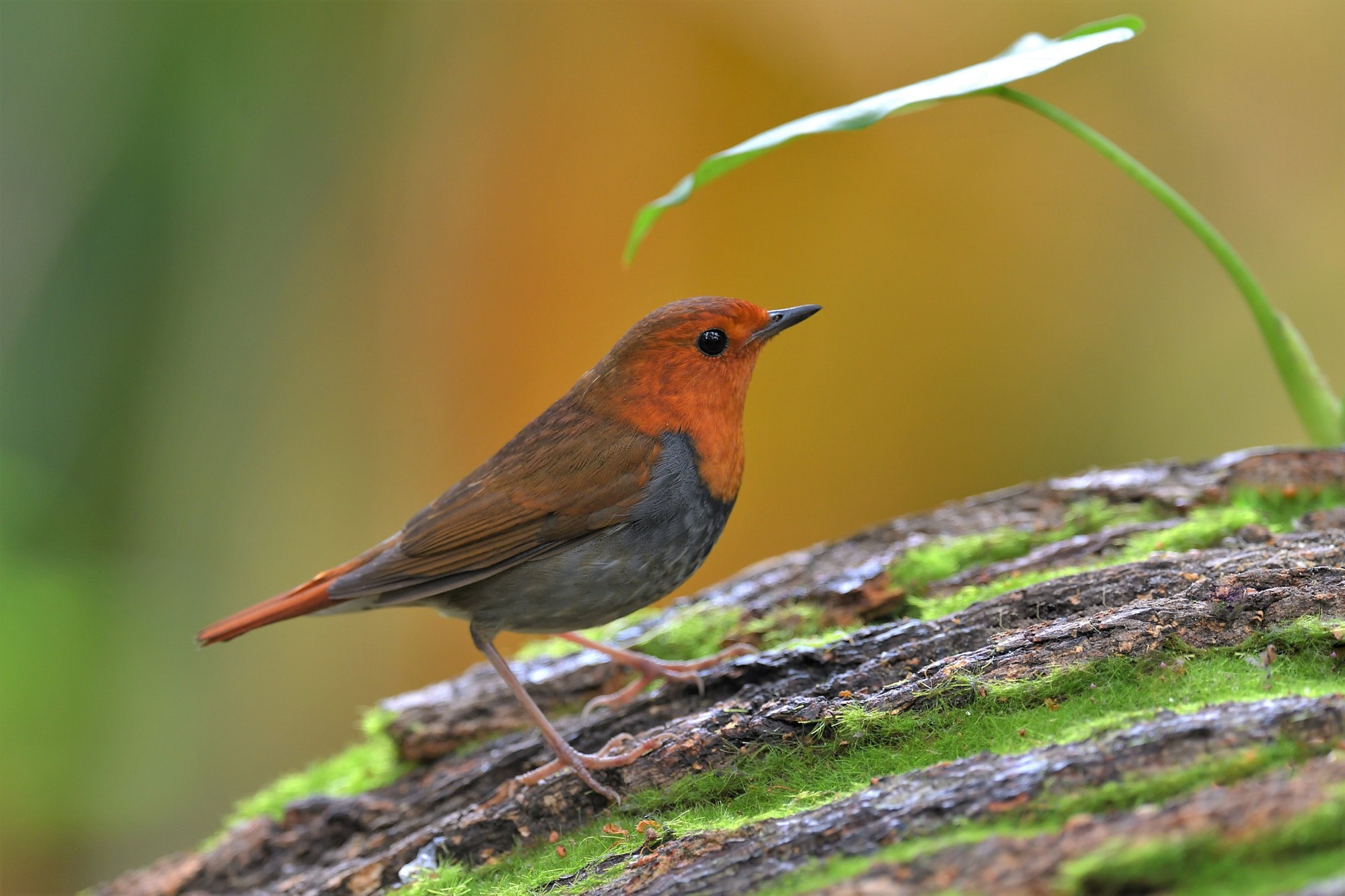 Un ruiseñor japonés. Un ruiseñor japonés.