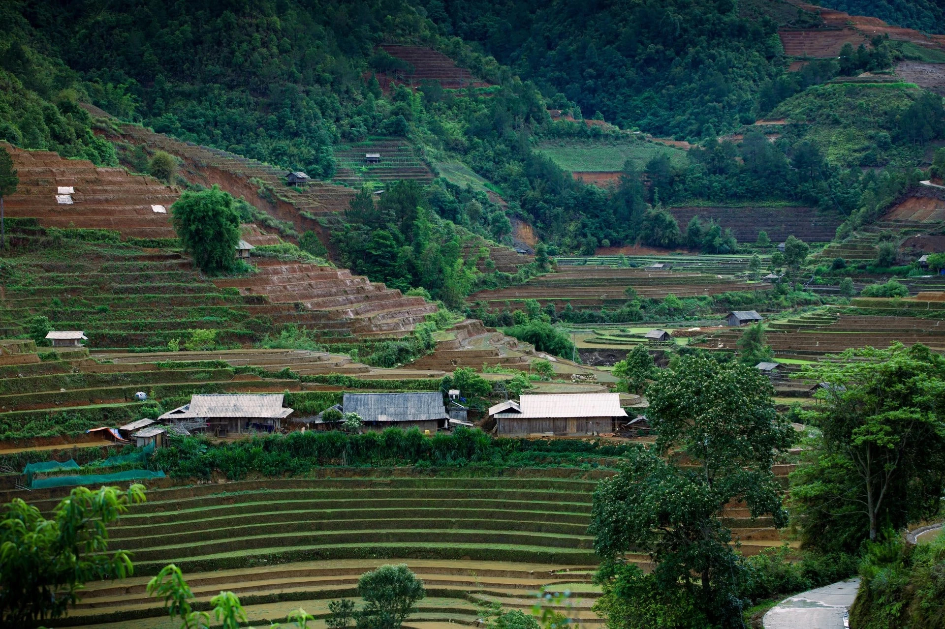 Estos campos no solo sirven para la producción agrícola, sino que también se han convertido en un rasgo característico del paisaje en las tierras altas del noroeste.
