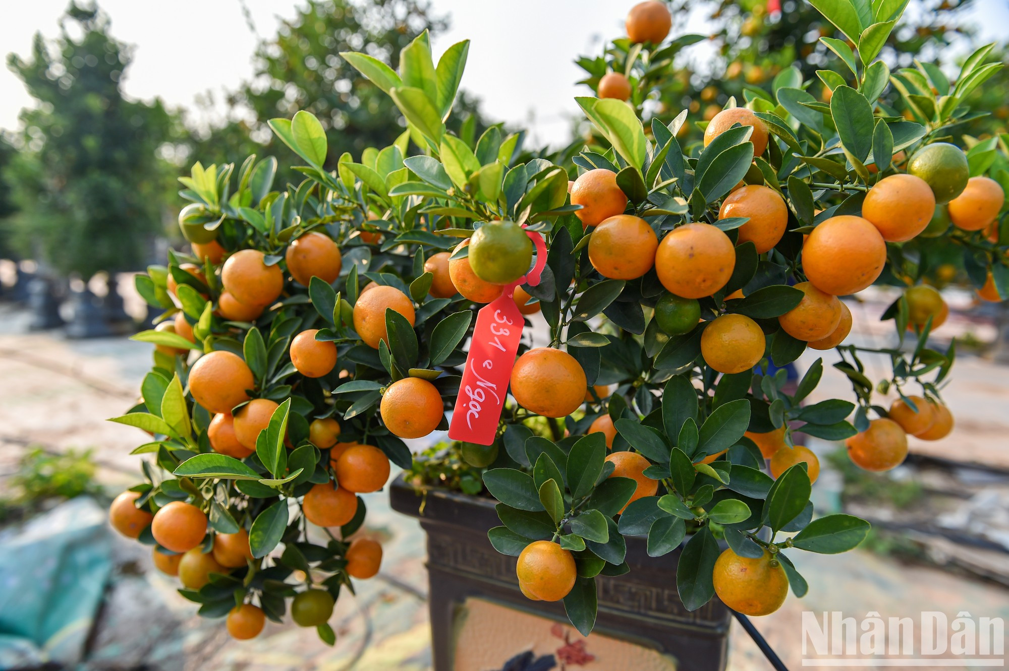 Muchos clientes pagaron por adelanto las plantas que tienen formas únicas y esperan a los días cercanos del Tet para llevarlas a su casa.