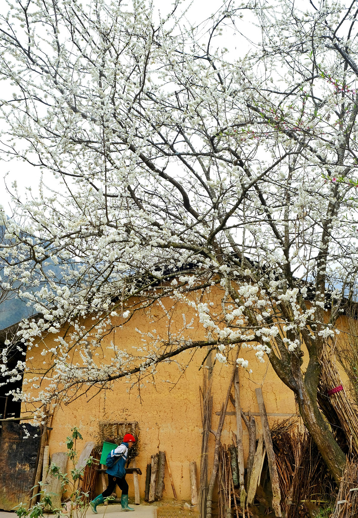 Las paredes amarillas de las típicas casas amuralladas del pueblo de Lo Lo Chai acentúan los ciruelos en flor, que brillan más en lo alto, atrayendo a muchos visitantes. Las paredes amarillas de las típicas casas amuralladas del pueblo de Lo Lo Chai acentúan los ciruelos en flor, que brillan más en lo alto, atrayendo a muchos visitantes.