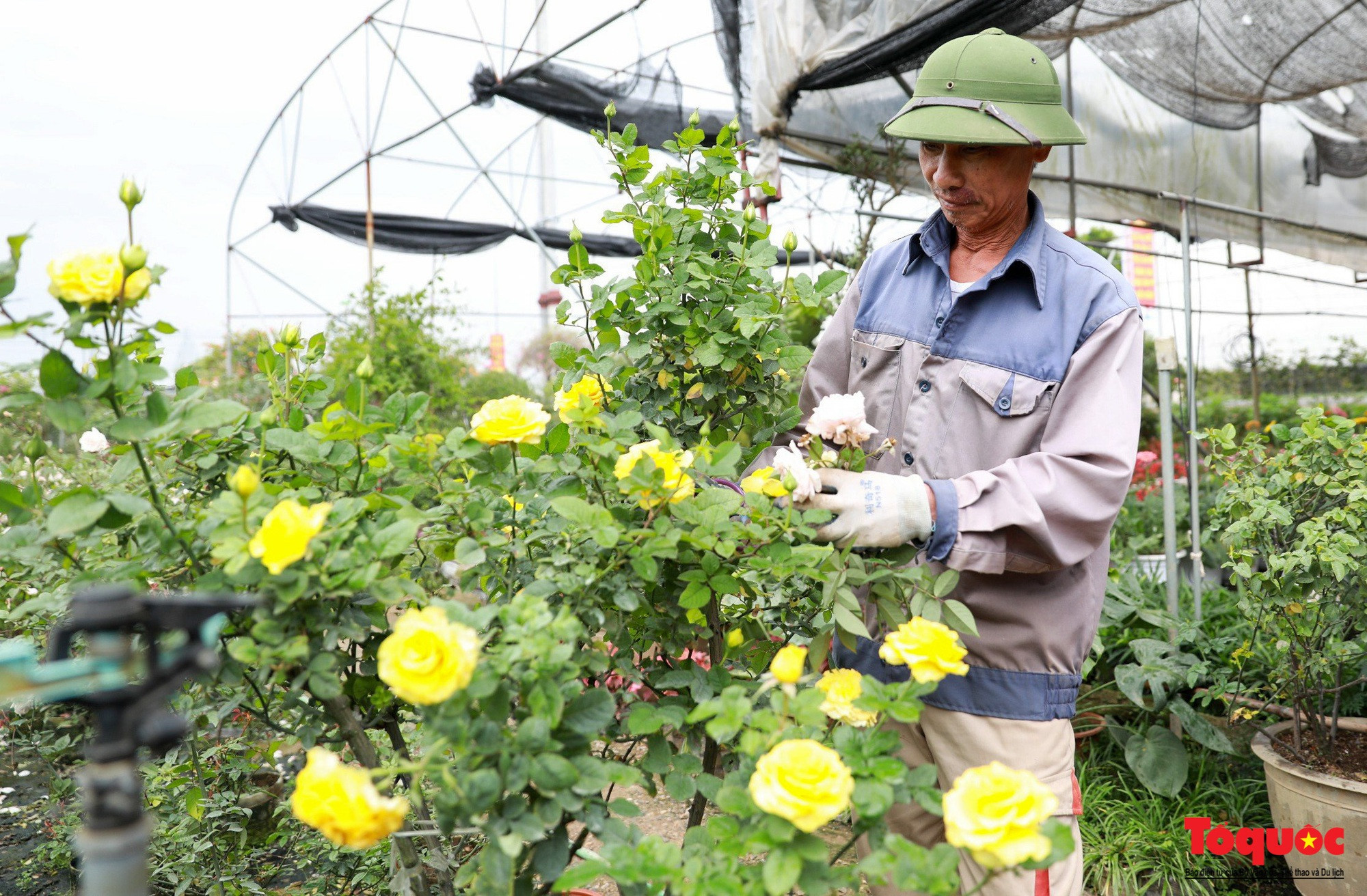 Los jardines se encuentran en la etapa en que garantizarán que las flores broten justo a tiempo para el Tet.
