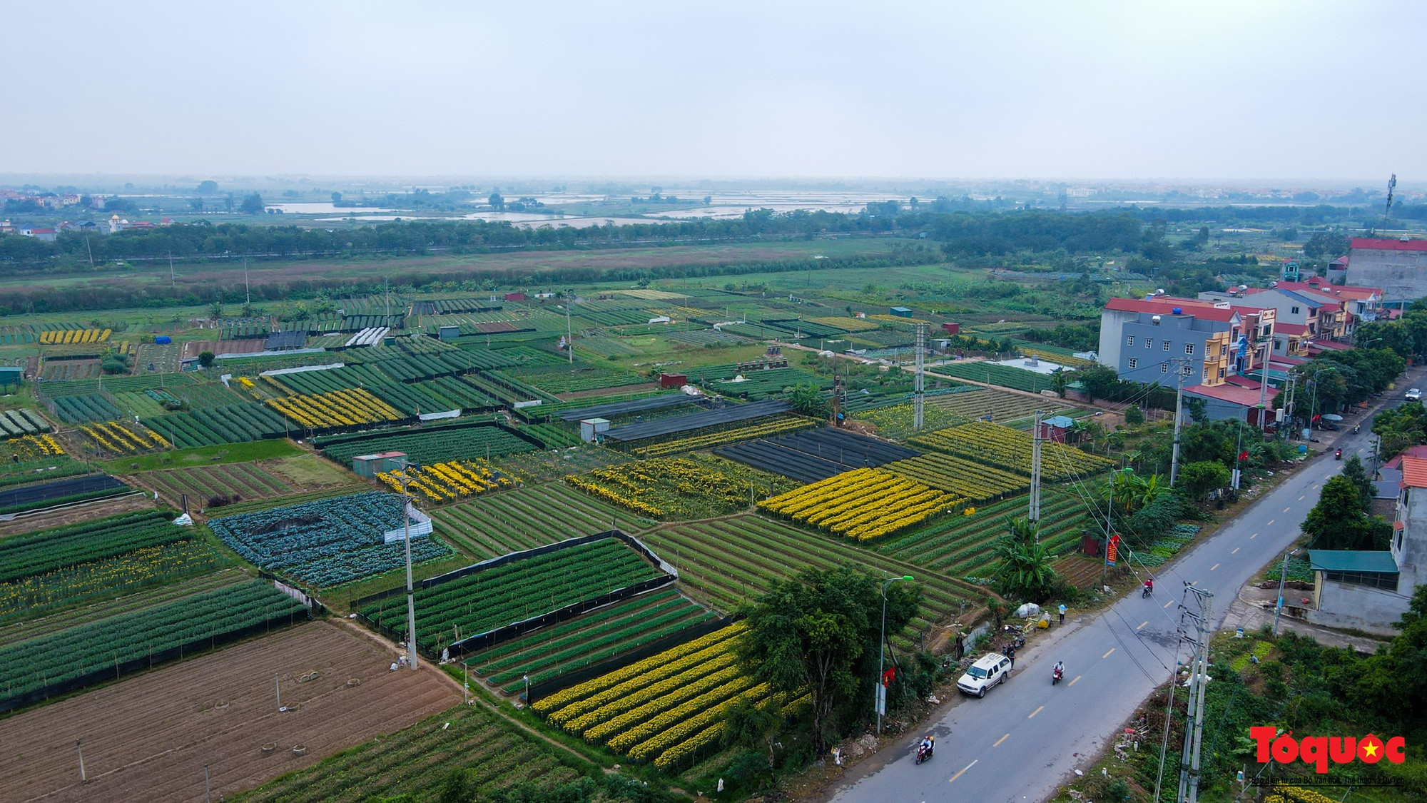 Además de especies tradicionales como las rosas, los crisantemos, las dalias, los claveles, los brezos y los gladiolo, este año la zona floral ofrecerá otras para responder a la demanda de los compradores.
