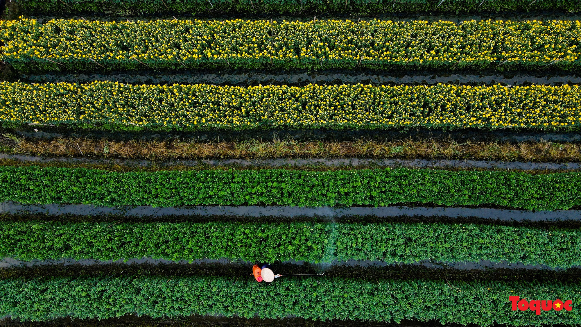 Al mismo tiempo, atrae la inversión empresarial para aumentar el valor de las flores y crear una base de consumo estable.