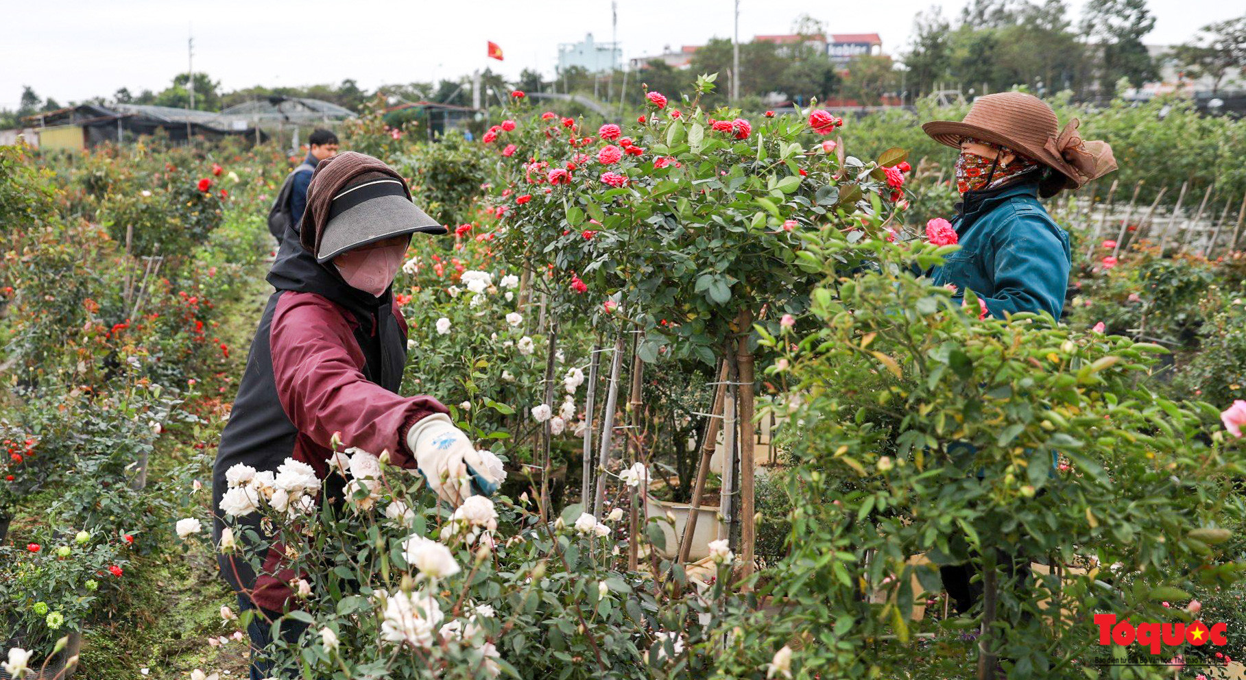 La superficie dedicada al cultivo de flores en Me Linh es de más de 600 hectáreas.