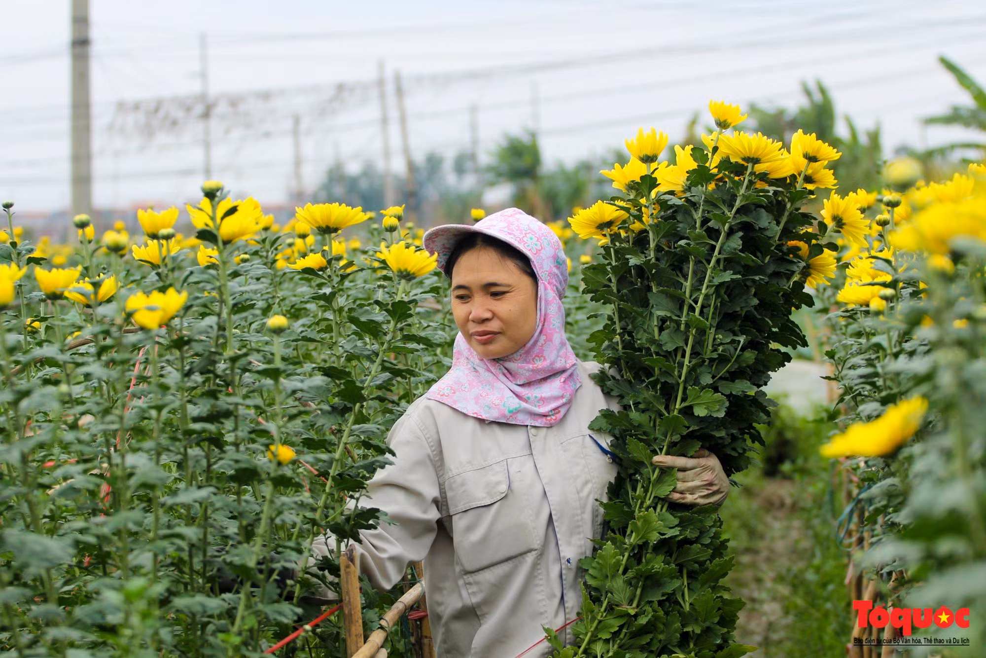 Puesto que las flores son su producto típico, el distrito de Me Linh se centra en el desarrollo de zonas especializadas para alcanzar mejores resultados económicos.