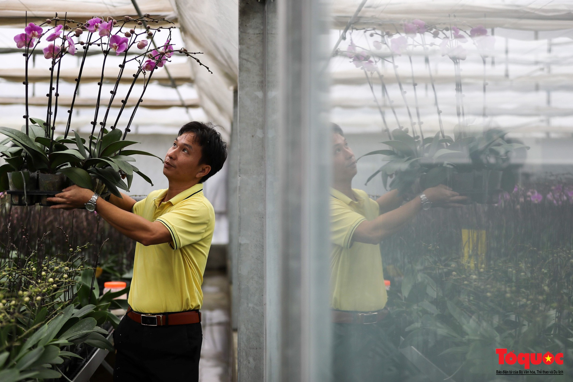 Muchas generaciones de familias de Me Linh se han dedicado al cultivo de flores. Enamoradas del oficio, han ampliado la escala del cultivo y fortalecido la cooperación para crear una marca local de flores.